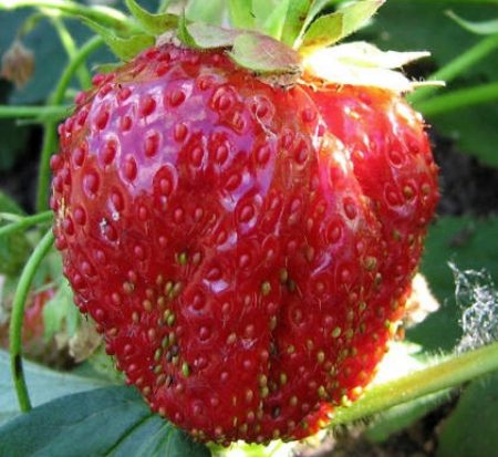イチゴの最高の品種 20 種類 (早生、実が大きく、おいしい) と各種類の写真と説明 |植物の育て方についてのサイト