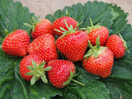 イチゴの最高の品種 20 種類 (早生、実が大きく、おいしい) と各種類の写真と説明 |植物の育て方についてのサイト
